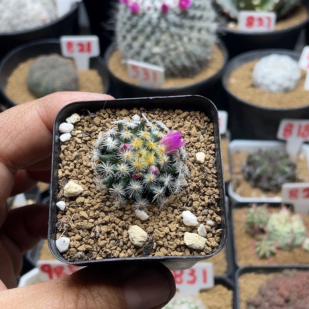 不知名乳突 包邮带盆