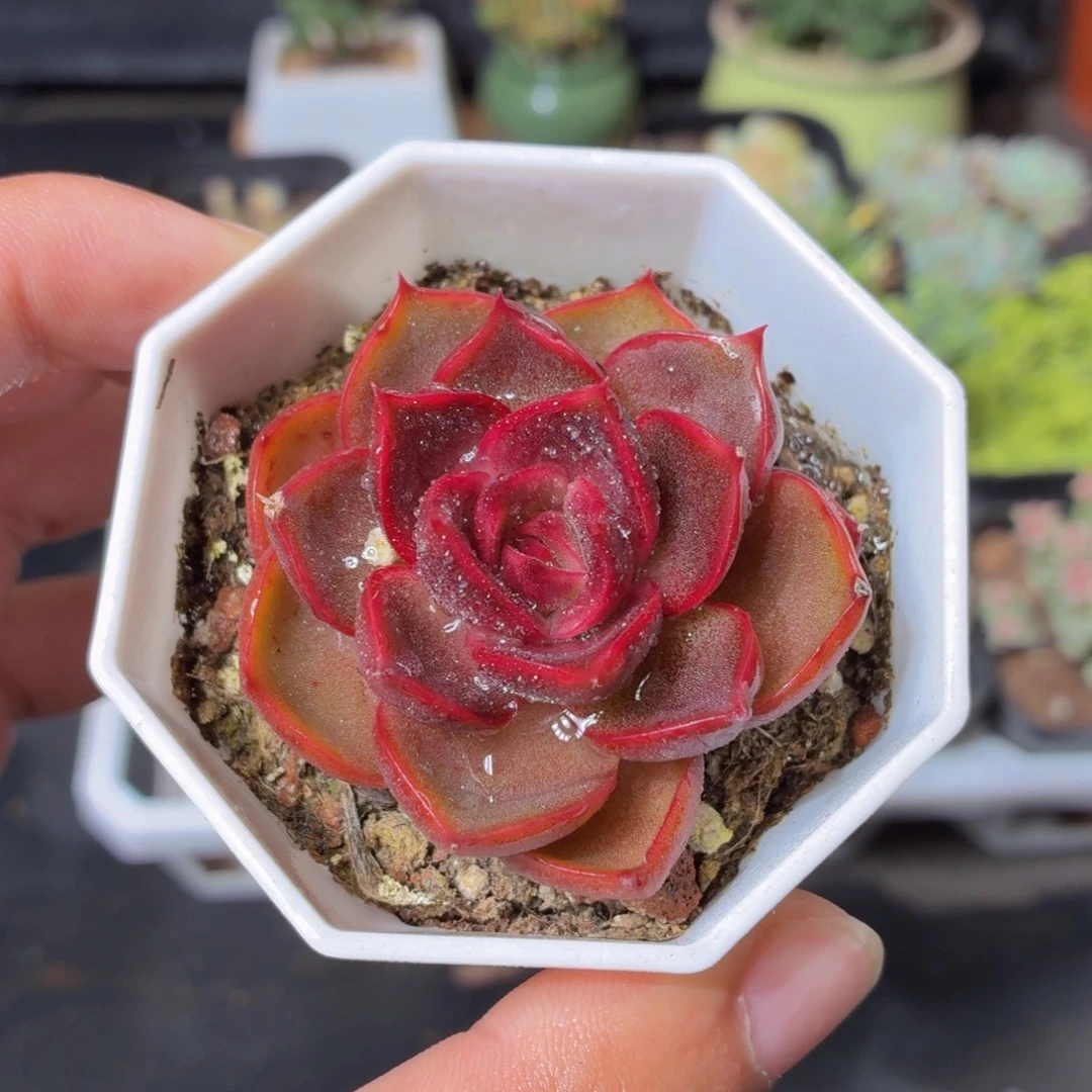 红灯多肉9.9包邮发货