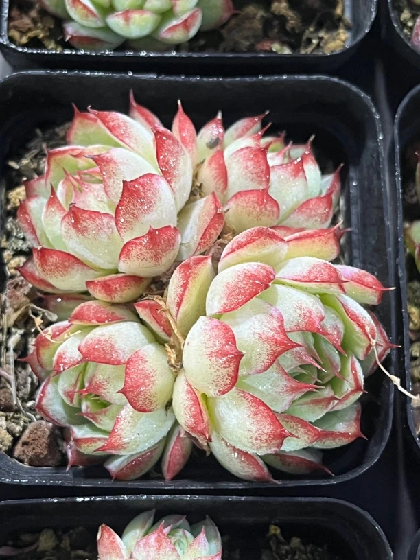 边线女王群5-6公分多肉植物，带盆土发货