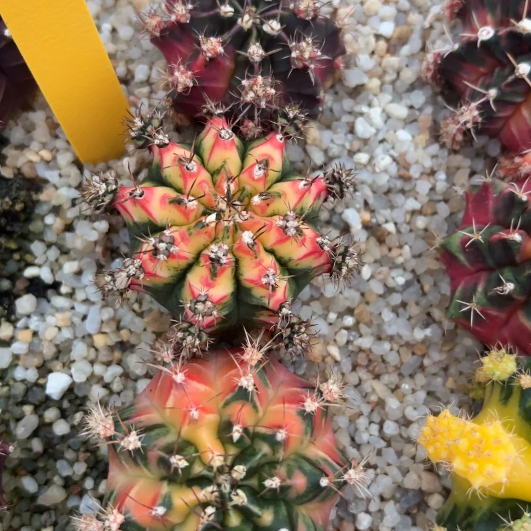 L591-0104泰国发货