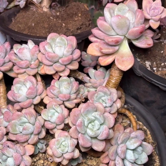 红*多肉植物的植物