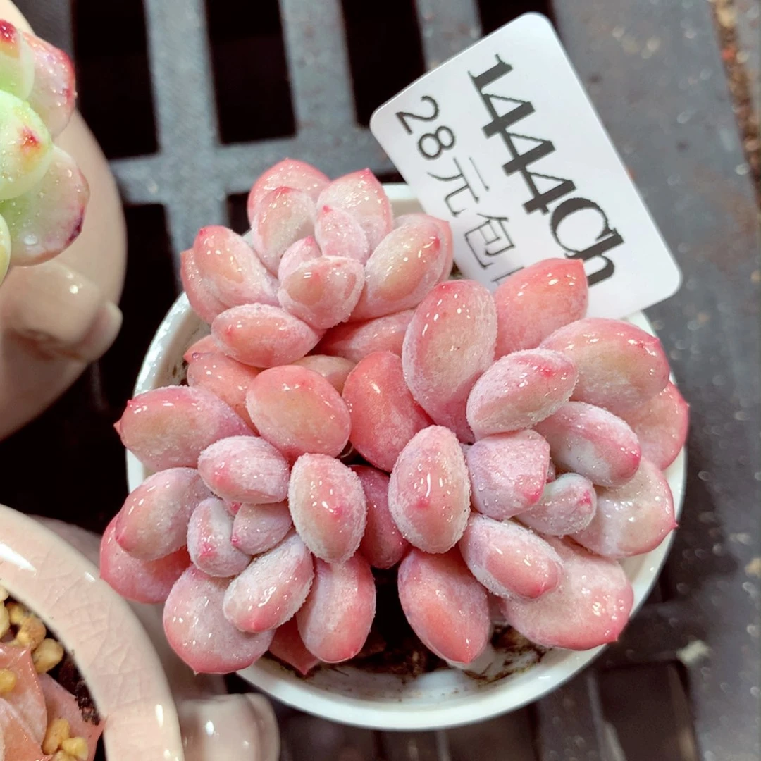 5厘米盆精控多肉1444