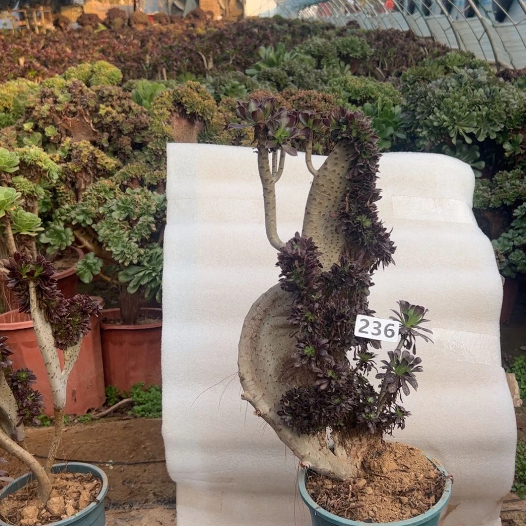 有伤黑缀236高度40