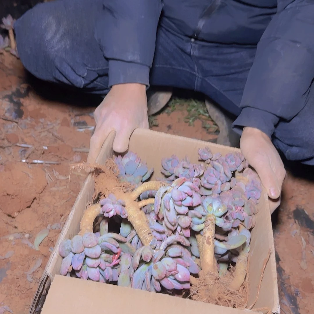 地栽灰姑娘多肉不售后