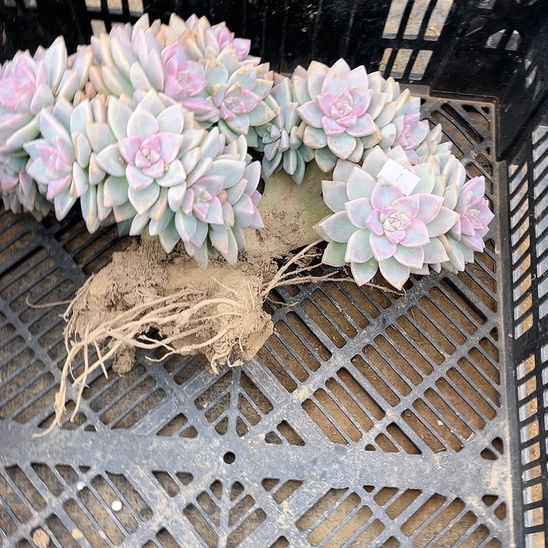 小****1号淡雪缀化一物一拍