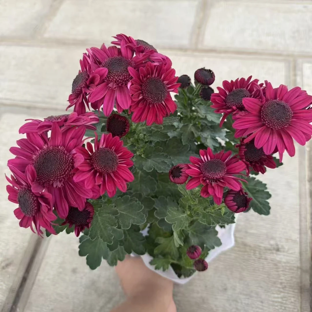 【李先生】紫色草莓熊~小菊花室内外观赏花带花带花苞发货