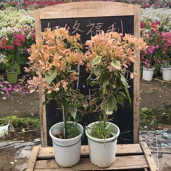 完全开放三角梅奶茶碟