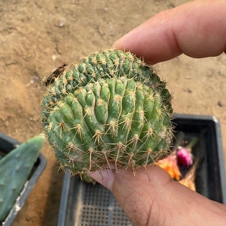 202丽花缀化虫咬无根侧牙伤，20包邮