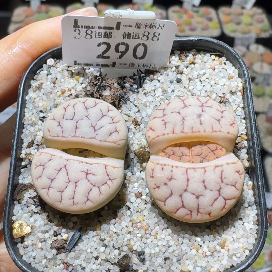 Sss精品系列便宜290