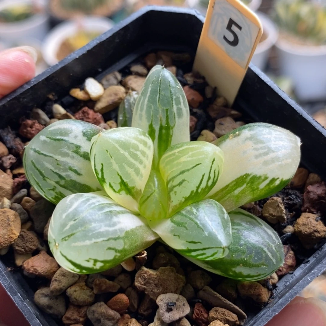 5玉潭锦一物一拍