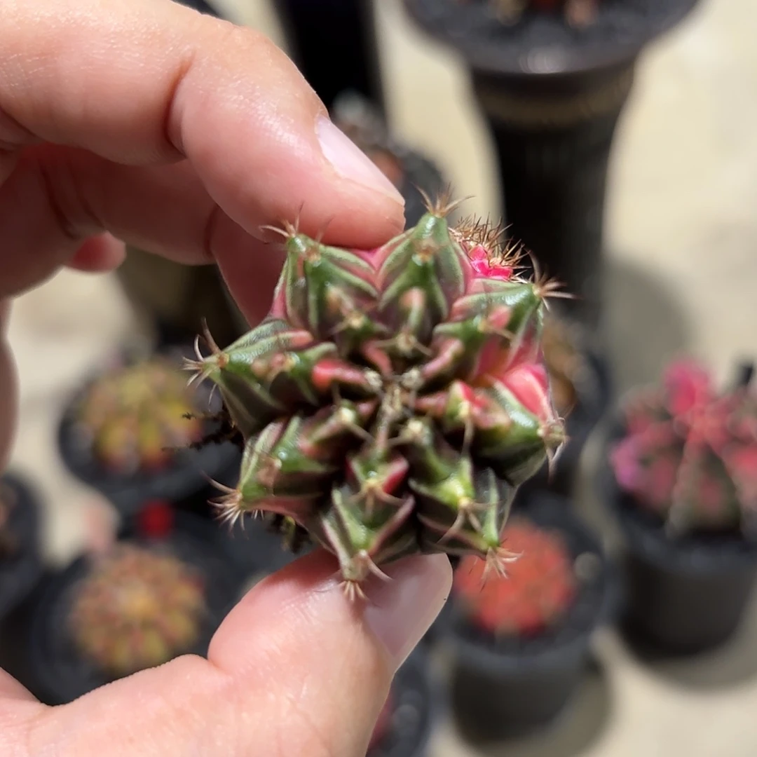 泰国米哈实生03-1112