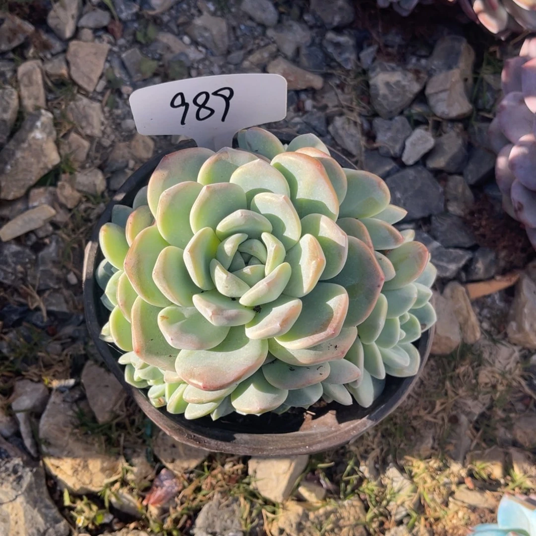 老阿姨花卉一物一拍989