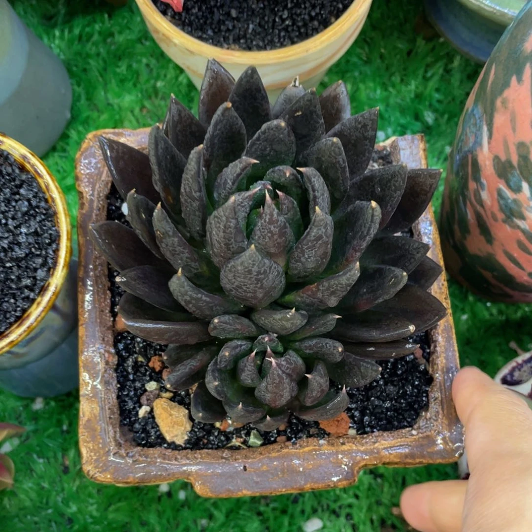 多肉植物盆栽多肉植物