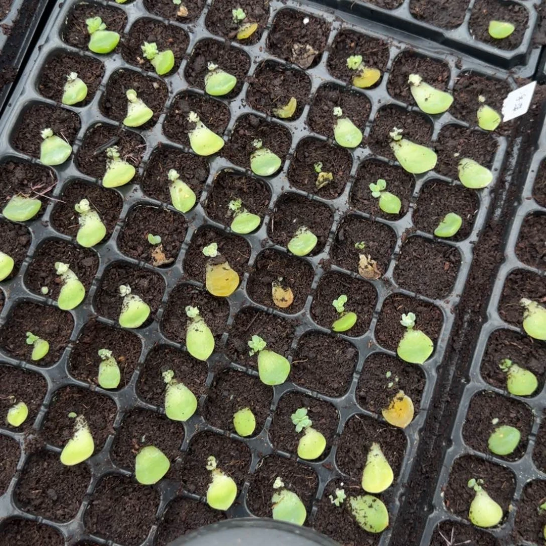 浮萍两个小苗穴个满25包邮