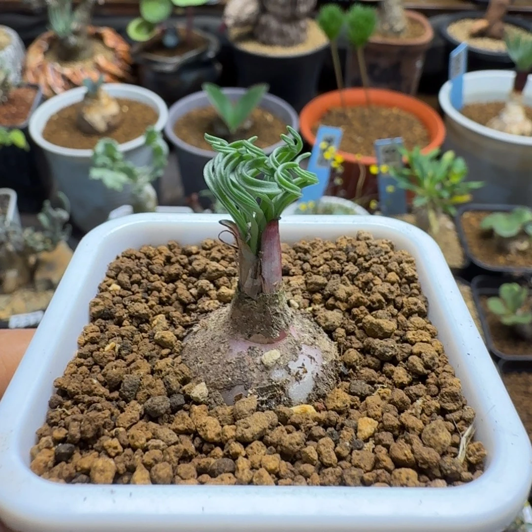 G L弹簧草374 仙人球