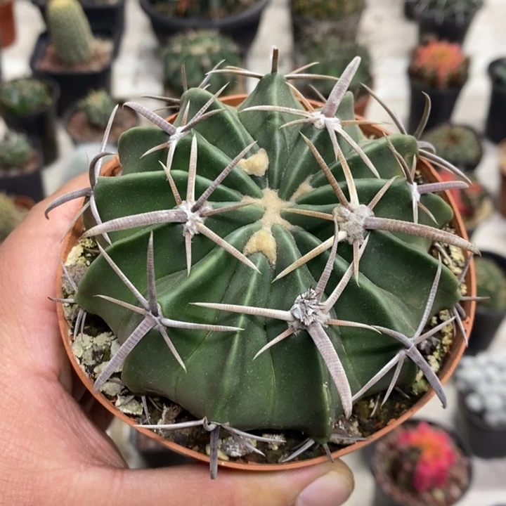 实生剑刺凌波特价