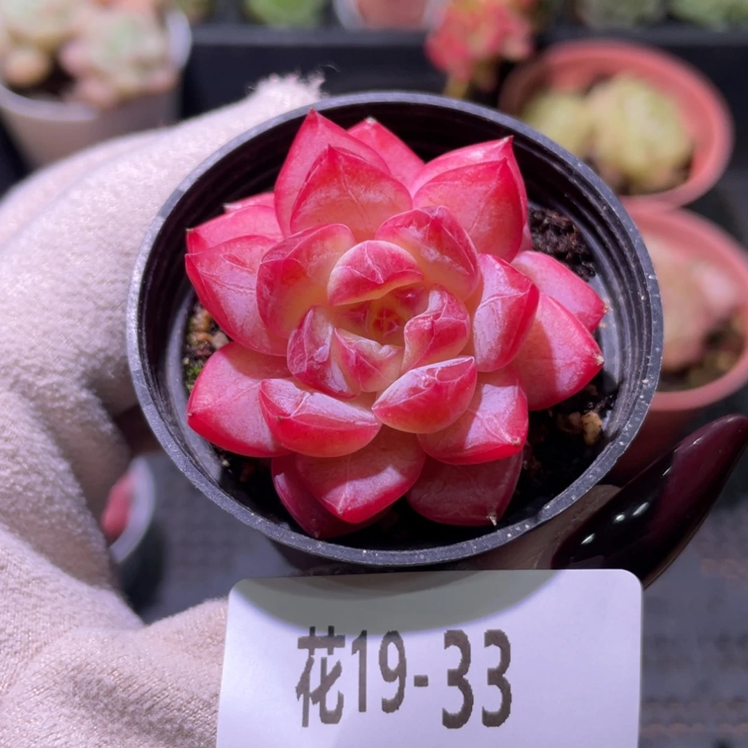 花利美19-33新品单头