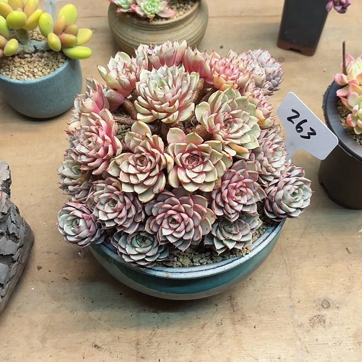 多肉植物，笨吧蒂斯263号