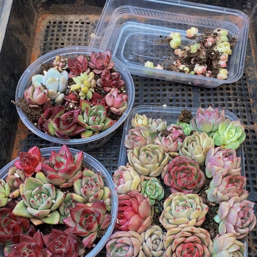 580多肉植物保护研究所