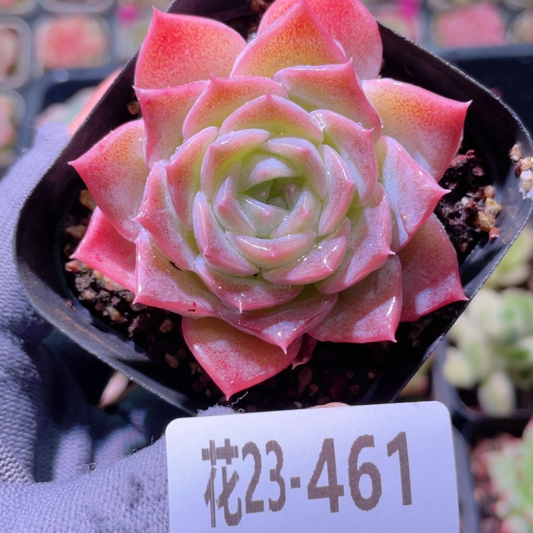 花利美23-461纯爱
