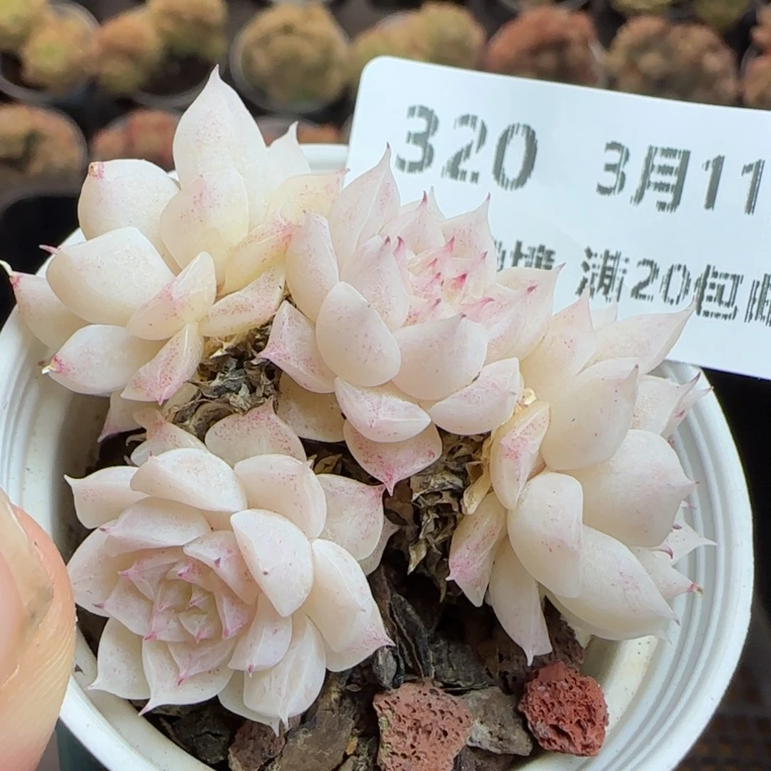 花语逸镜0311-320散