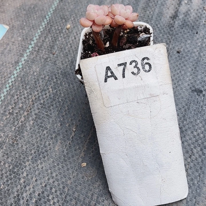 冰*736密密麻麻密密麻麻