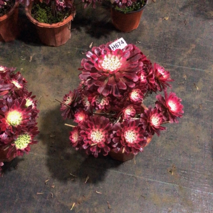 娜*红同多肉67400000000000