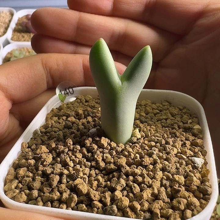 140.....土球发货.......