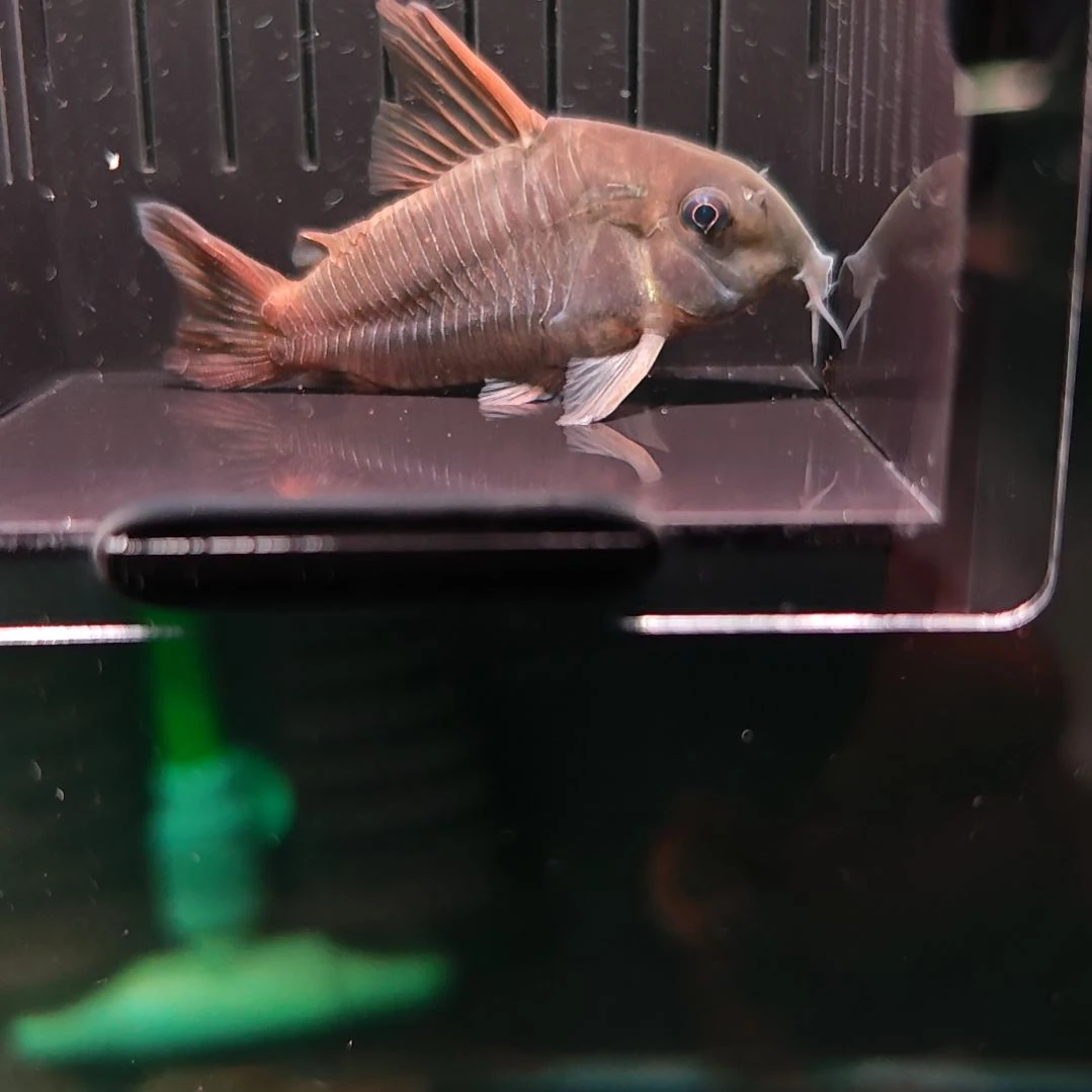 灯科鱼超级红帆鼠鱼