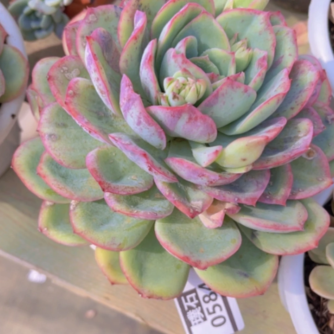 【闪购商品】张*然晨露拉丝锦0584