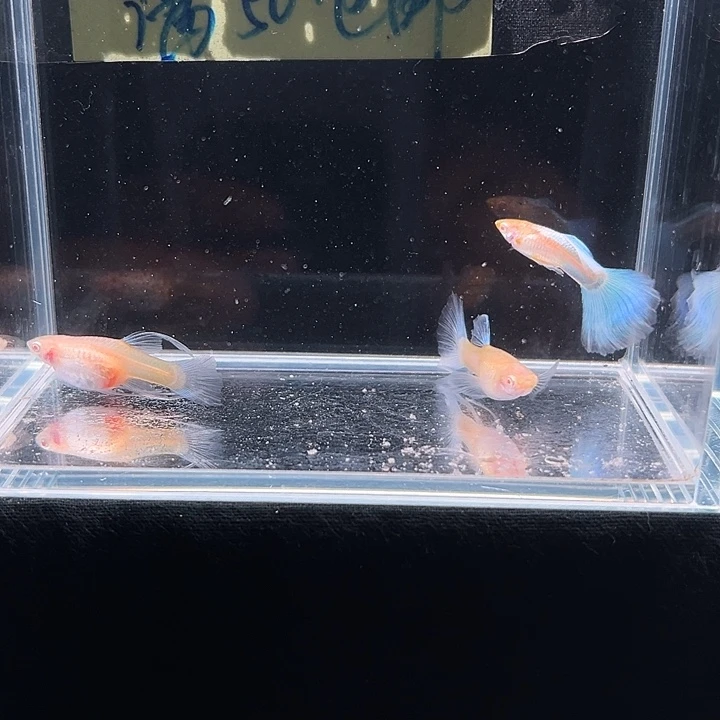 孔雀鱼天空蓝孔雀大c