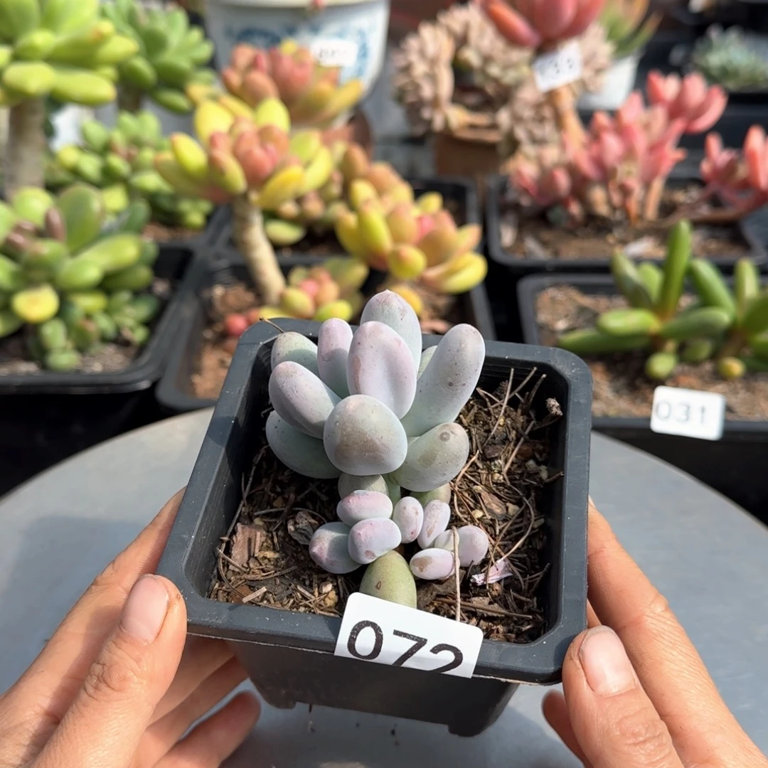 072号 一物一拍一物一拍