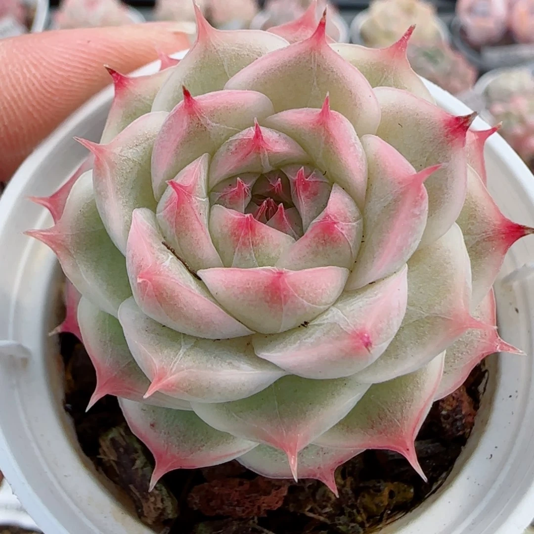 花语逸镜0326-322
