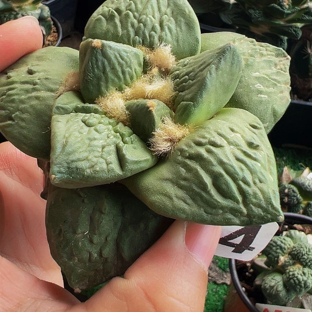 无花朵牛舌青瓷怒涛牡丹424