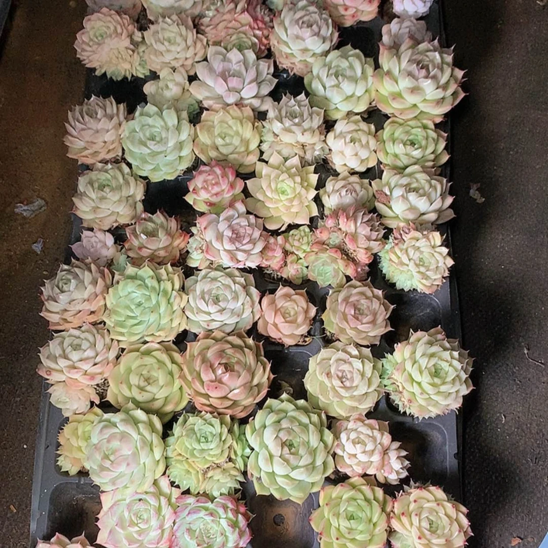 【闪购商品】云480