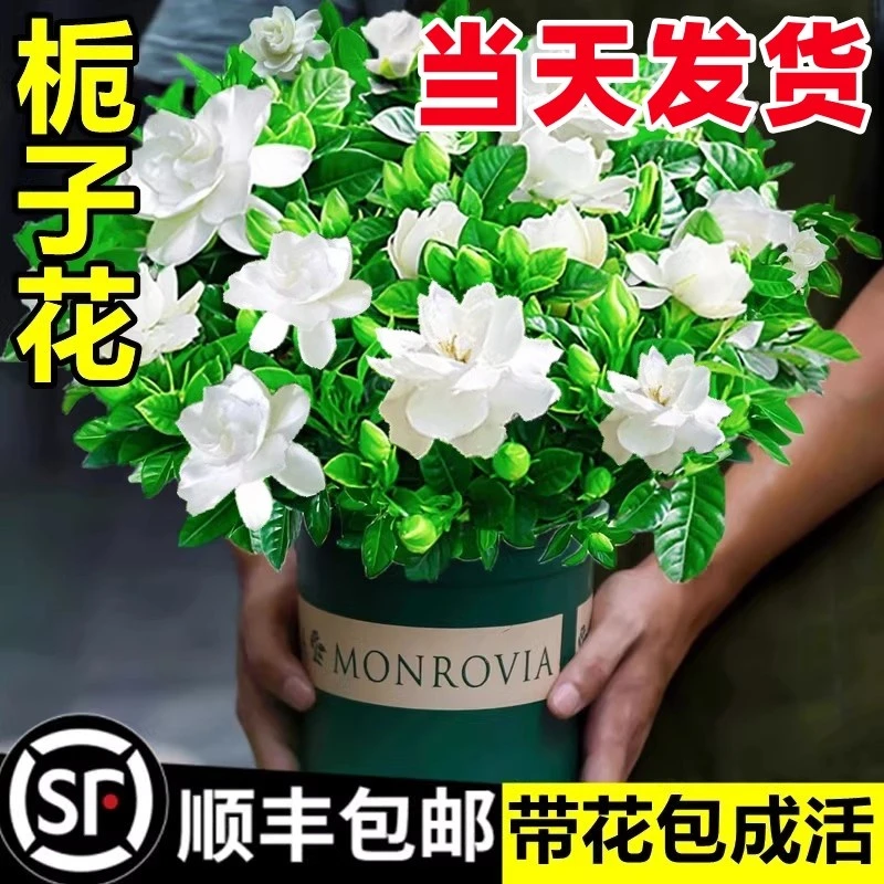 室内带开花卉植物树苗阳台好养栀子花盆栽活易绿植茉莉花四季花苞