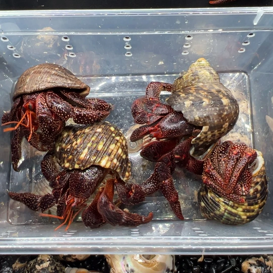 葫***了专拍黑莓3.6口4.0口3.5口3.7口