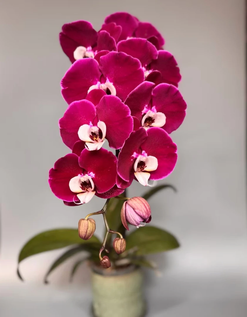 《米歇尔》大花型蝴蝶兰2.8杯苗子发货没花剑【凑满2单发货】