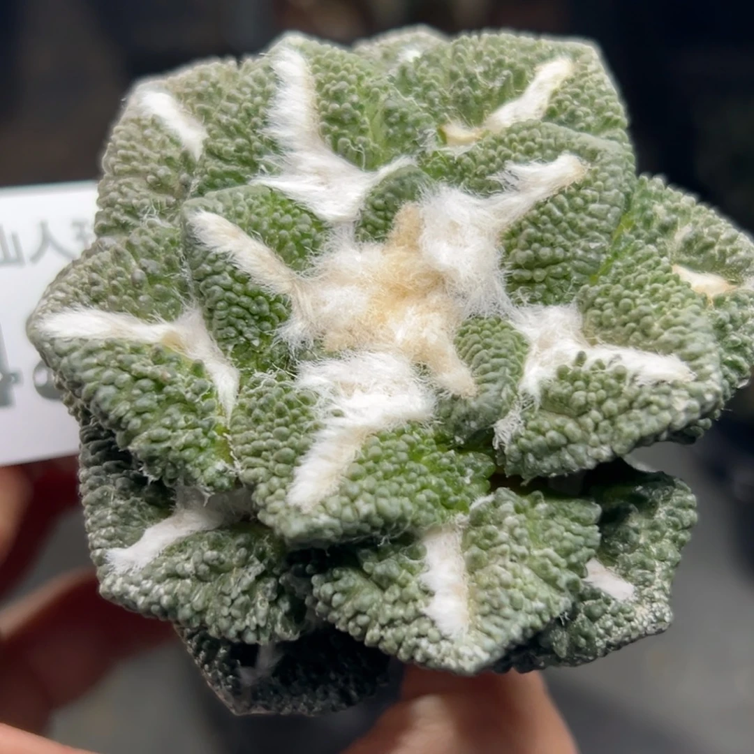 148 仙人球的比赛将于