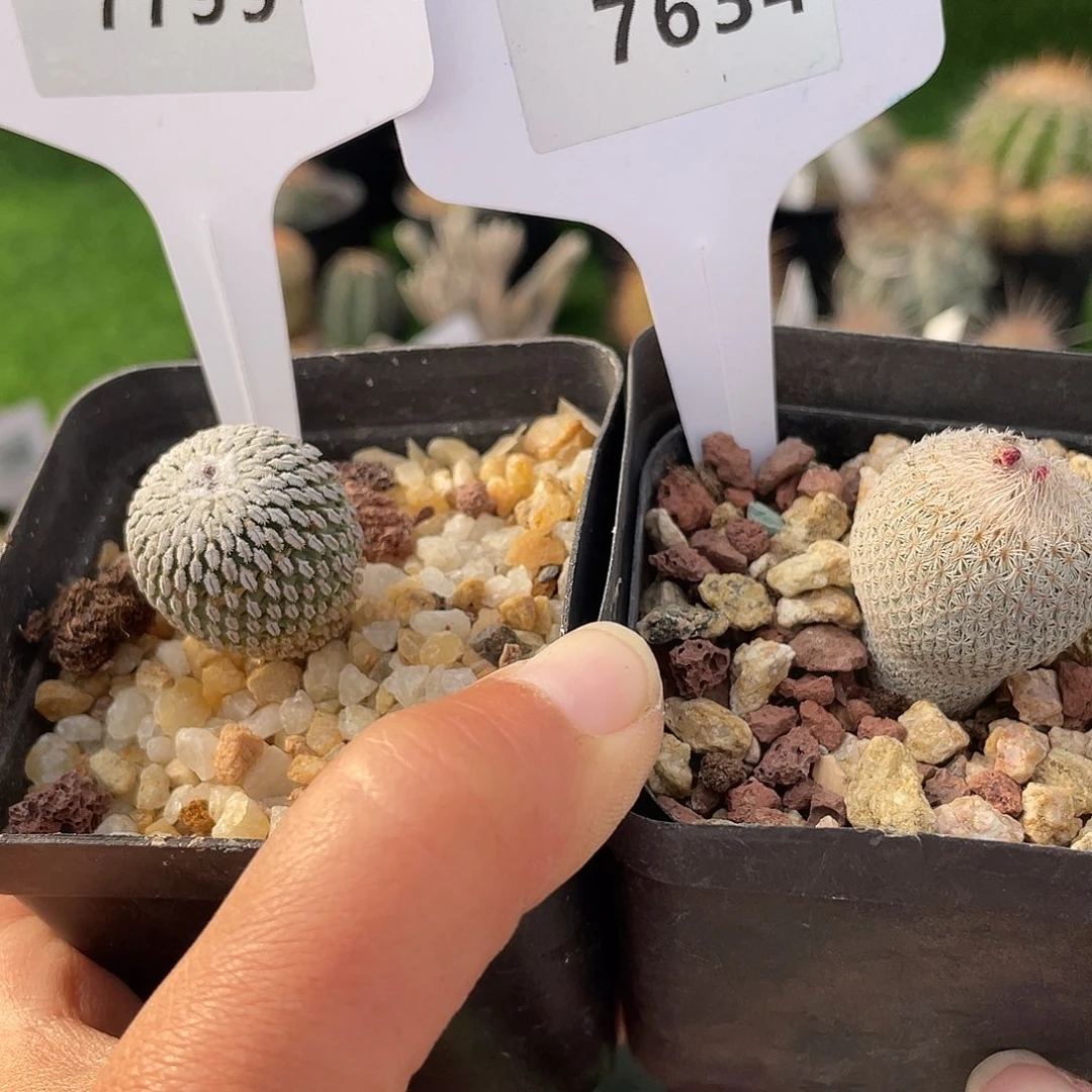 7799 和 7634 一起裸根发货