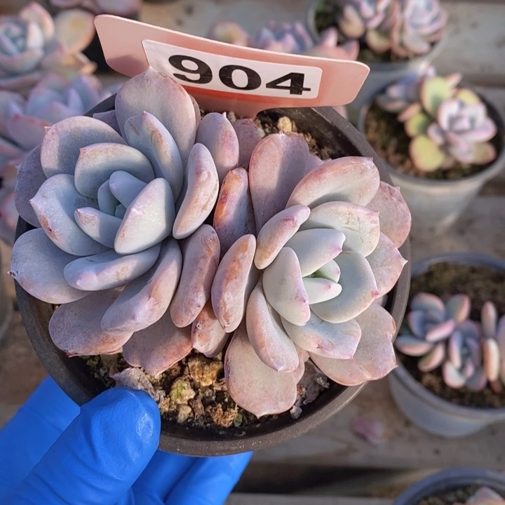 嘻***哈904号奶茶一颗，28包邮。