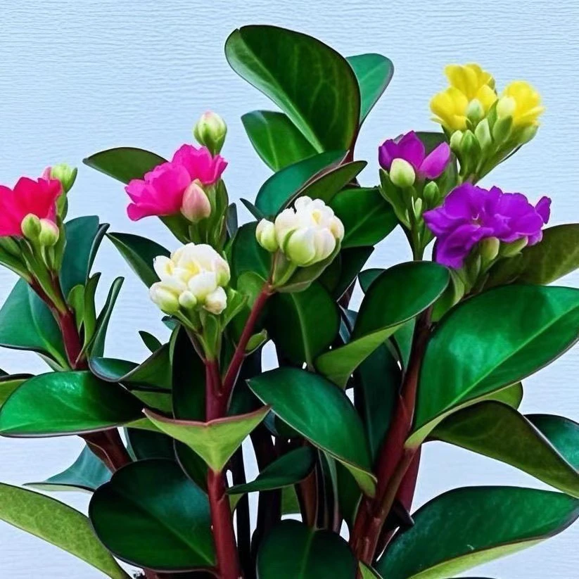 碧玉新品红边四季常青室内花卉绿植开花植物净化浓香型盆栽新款