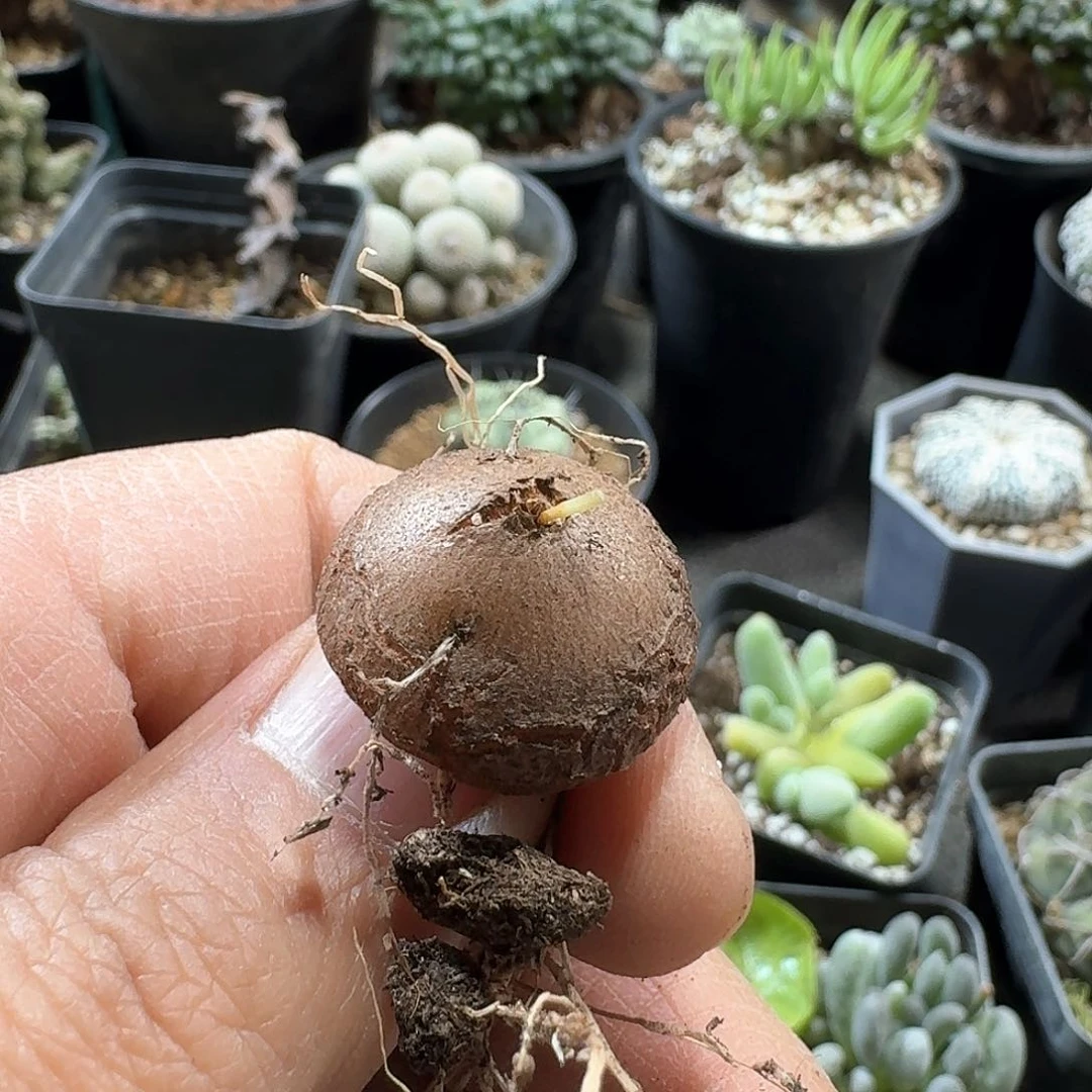 187南非龟甲龙脱土发货一个随机2cm收货有点软