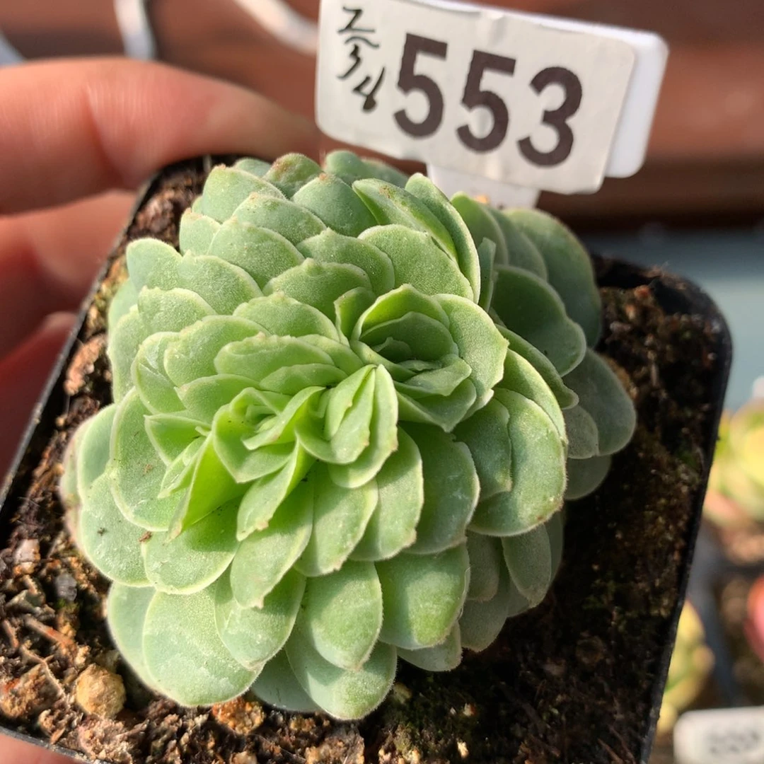 山地玫瑰缀化553