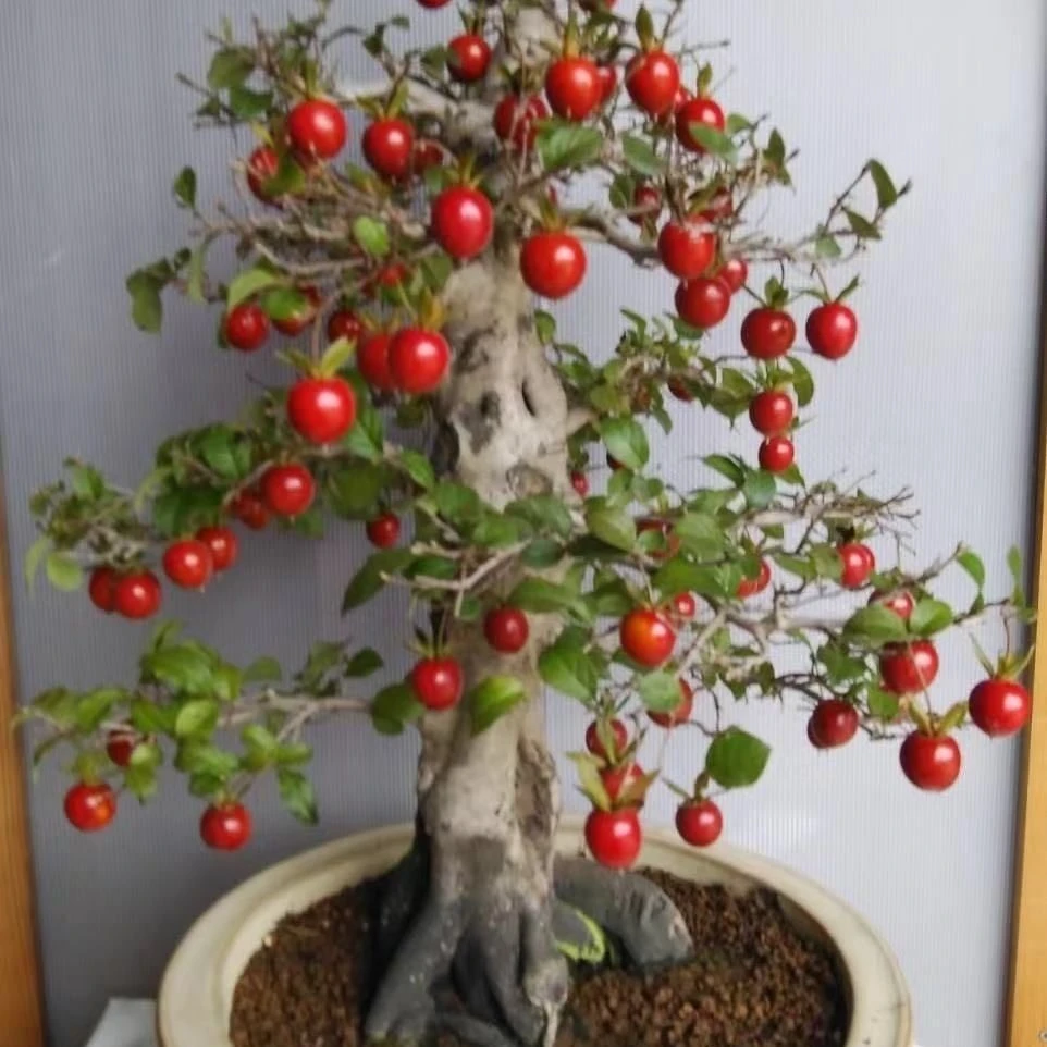 老鸦柿熟桩大型绿植