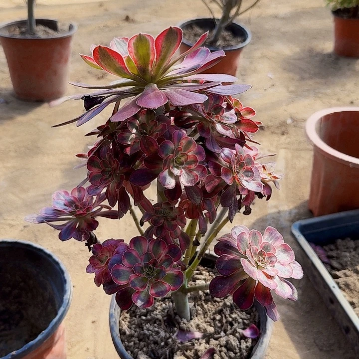 香奈儿脱土发货15.8