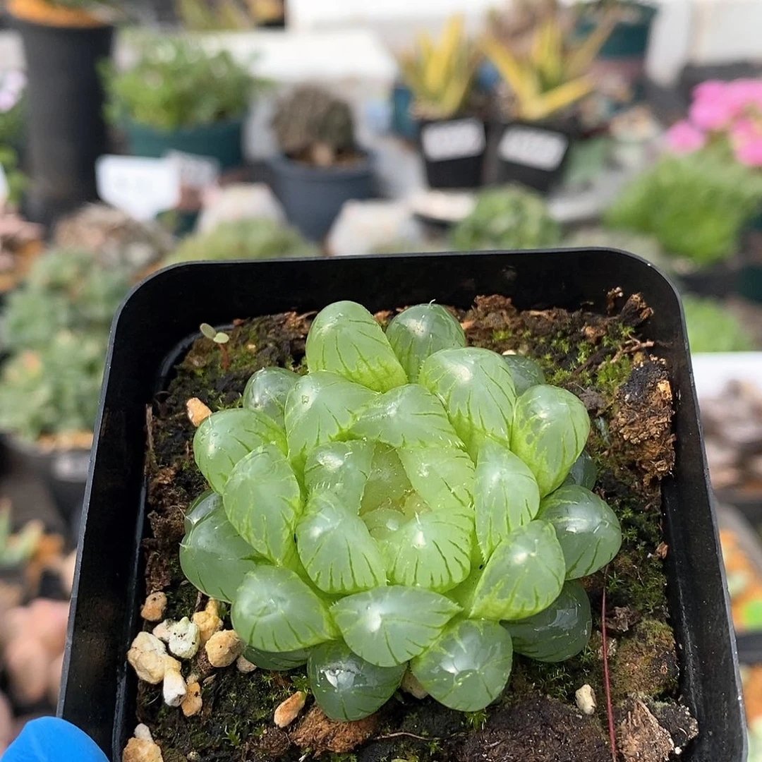 936 实生蝉翼 带盆土 9.9包邮