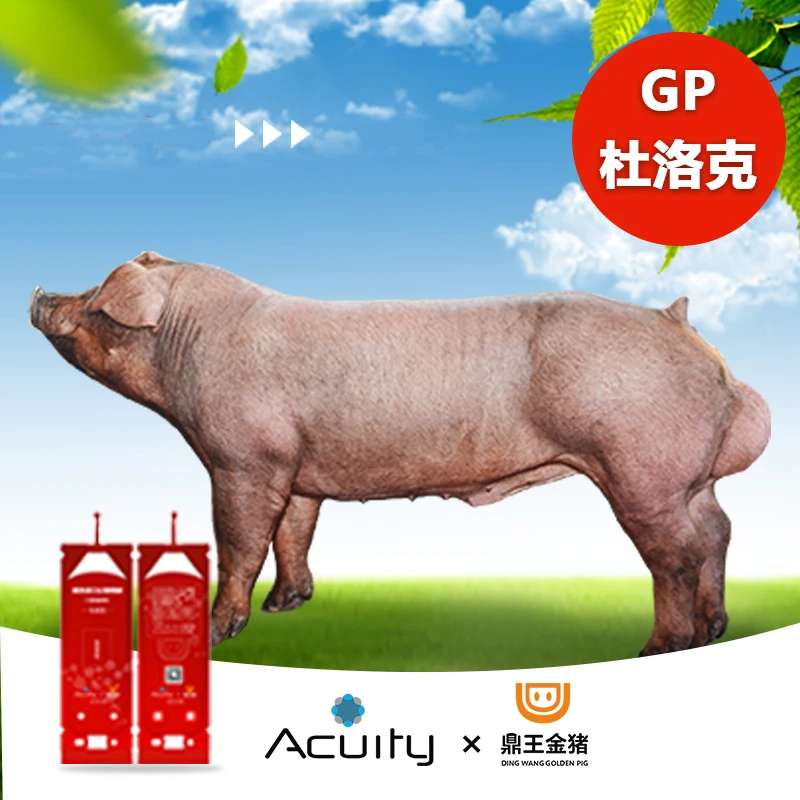 鼎王金猪【国庆专享】进口GP长白/GP约克/GP杜洛克40ml