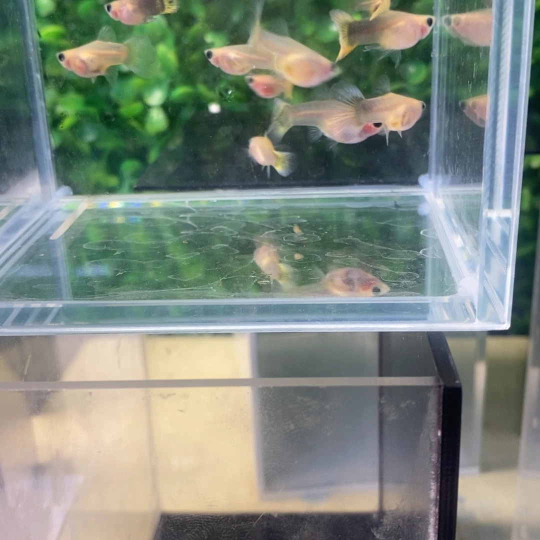 孔雀鱼小蜜蜂一窝