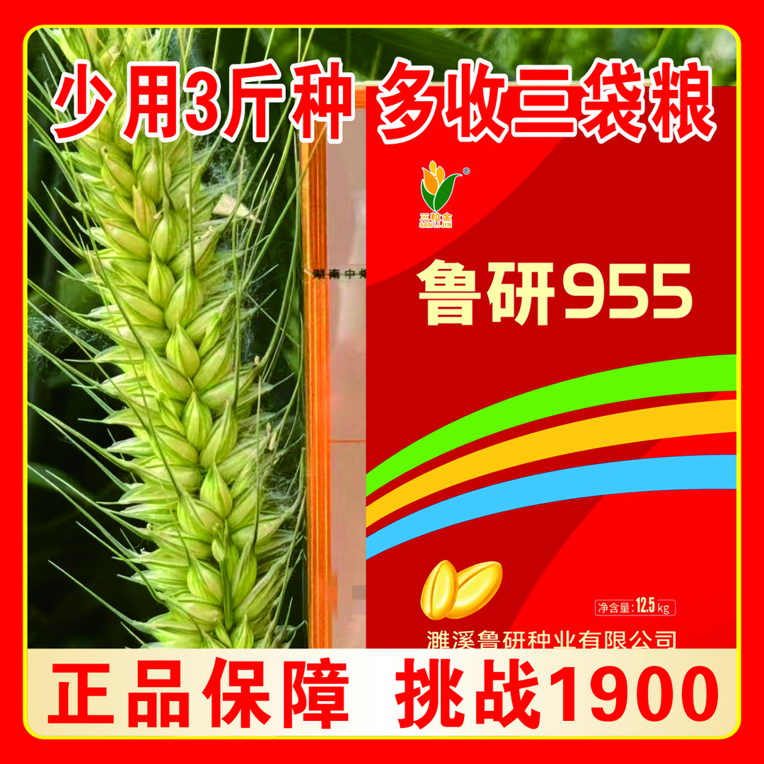 国审鲁研955【霞】抗倒伏耐寒耐旱抗病性好高产小麦正品保真